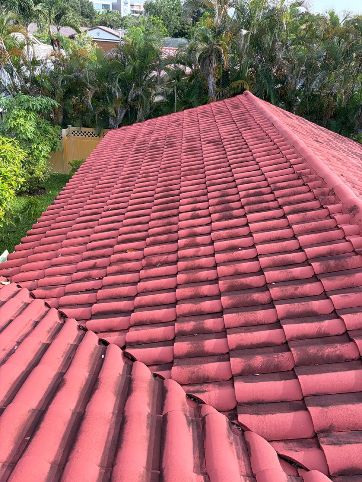 Clay tile roof in Davie stained with black algae before roof cleaning
